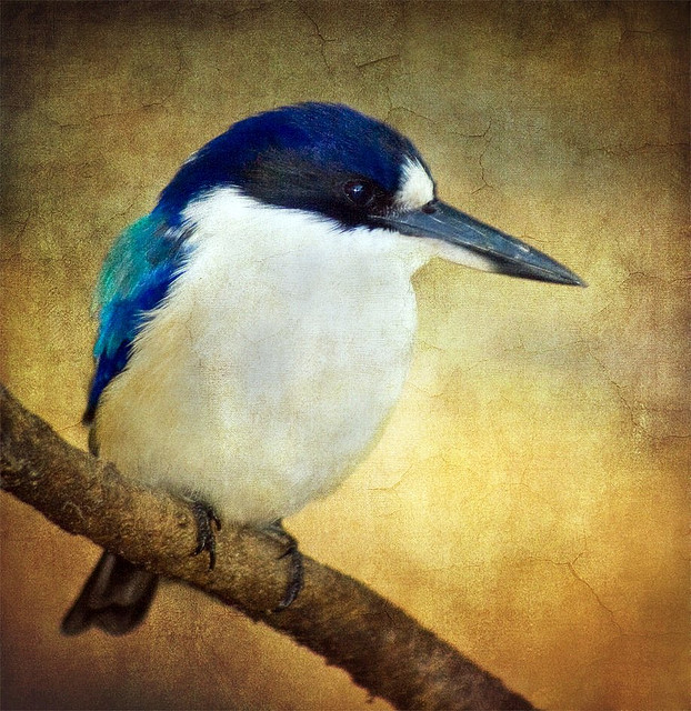 beautifulbirdshelovespix2bird